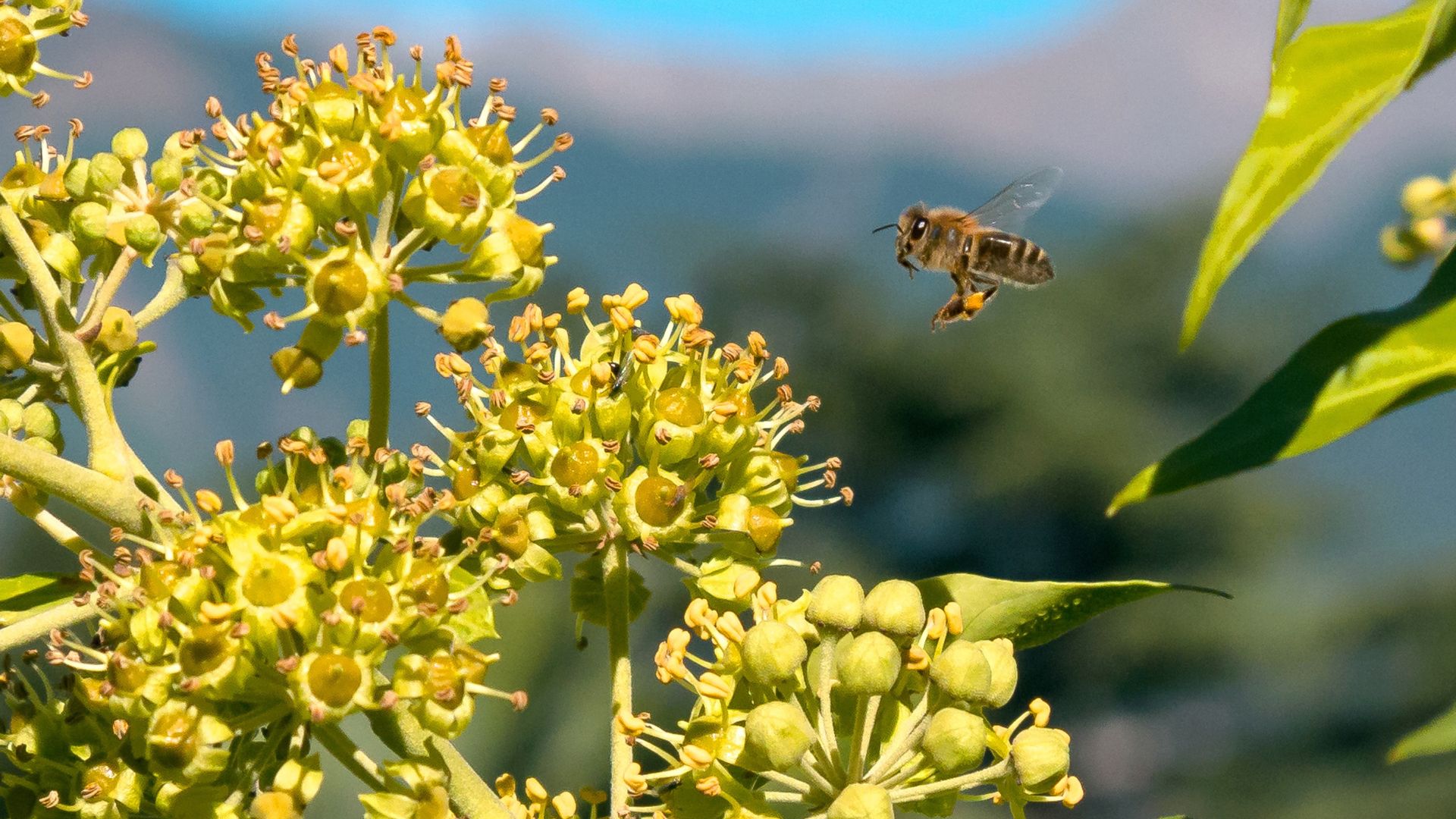 alerte pollen en france ce mercredi 22 mai