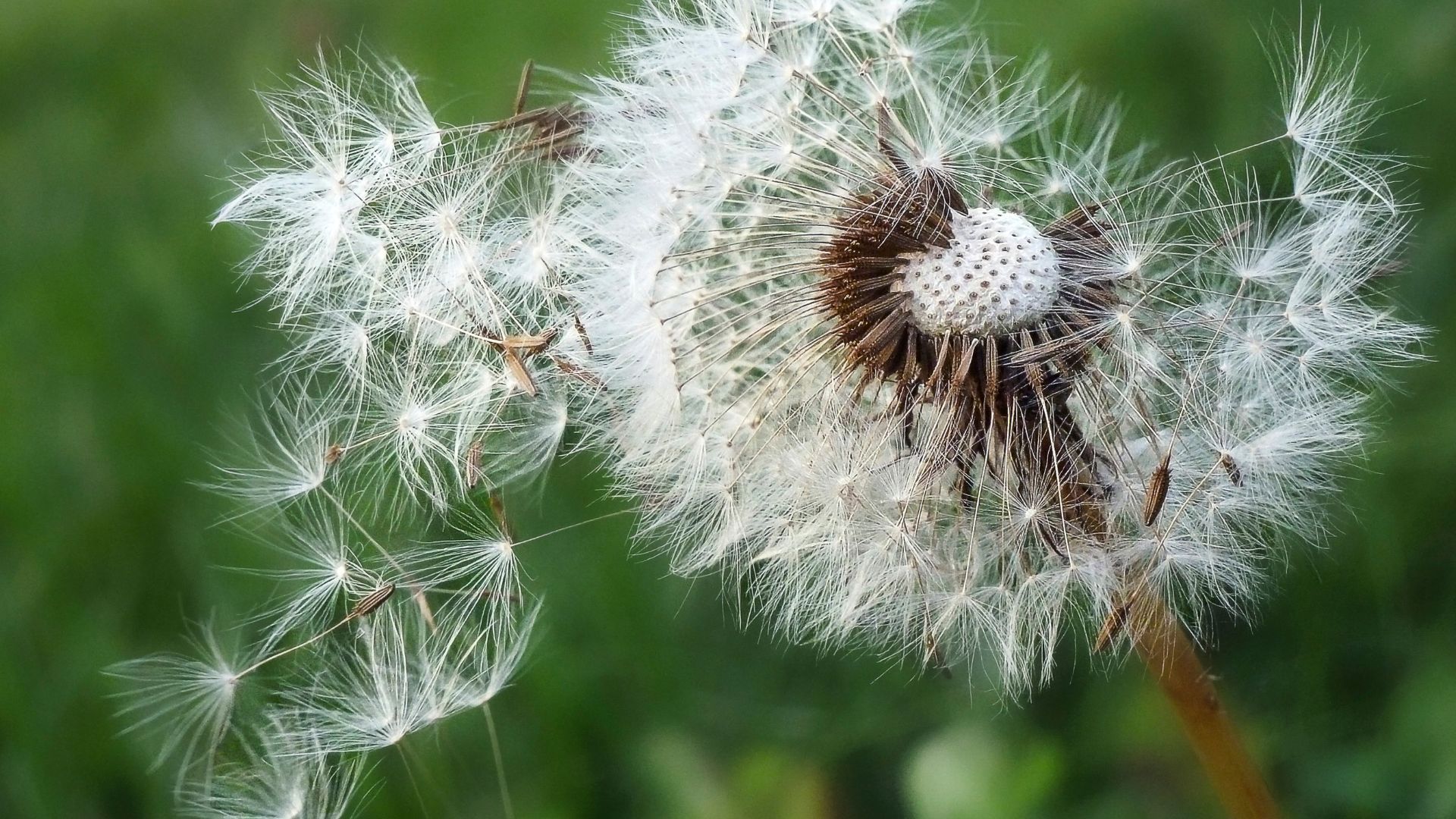 Alerte Pollen : mise à jour du 27 mai 2024