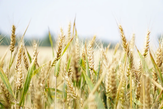 champ de céréales graminées en pleine période de floraison